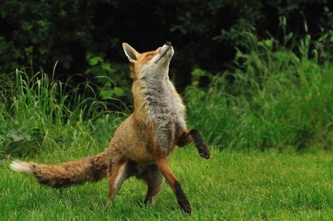 https://flic.kr/p/8a4NoF | Fox Jumping Fox Reference, Fox Dance, Jumping Fox, Fuchs Baby, Fantastic Fox, Fox Photography, Animal Ideas, Tattoo Reference, Fox Pictures