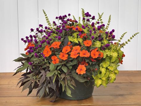 Sunpatiens Container, P Allen Smith, Large Indoor Plants, Front Yard Design, Patio Pots, Container Gardening Flowers, Flower Pots Outdoor, Outdoor Living Spaces, Garden Containers