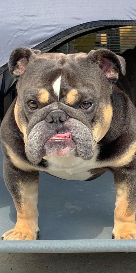 Bull Dogs English Bulldogs, British Bulldog Puppies, Bull Dogs English, Bull Dog Puppies, Australian Bulldog, Anjing Bulldog, Dog Aesthetics, Dogs Bulldogs, Aesthetic Dogs