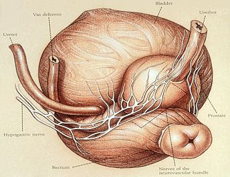 Prostate Surgery, Nerve Fiber, Mri Scan, After Surgery, Healing Process, Nerve, Health