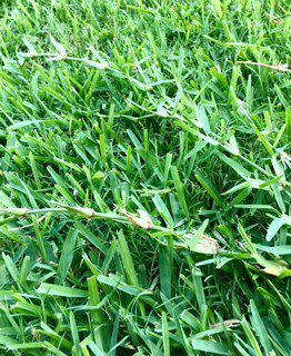 Looping St Augustine Grass, Fern Flower, Plant Pests, Grass Type, Backyard Plants, Grasses Landscaping, Plant Problems, Healthy Lawn, New Roots