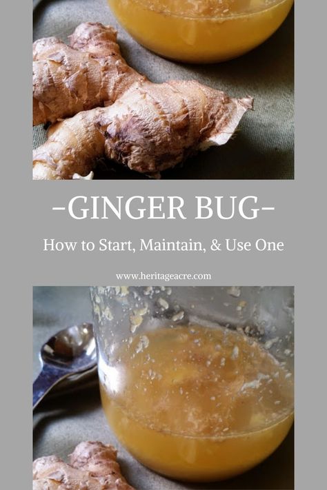 Everything you need to know to start, maintain, and use a ginger bug. Plus the many healthy benefits. Easy ginger bug recipe to make your own homemade ginger ale soda.   #Recipe #FromScratchCooking #RealFoodIngredients #GingerAle Recipe With Ginger, Homemade Ginger Beer, Ginger Ale Recipe, Ginger Soda, Homemade Ginger Ale, Ginger Bug, Kombucha Recipe, Fermented Veggies, Ginger Honey