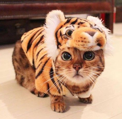 Tiger Costume, How To Cat, Cat Power, Cat Model, Pet Hair Removal, Unique Cats, Cat Person, Cute Cats And Kittens, Grumpy Cat