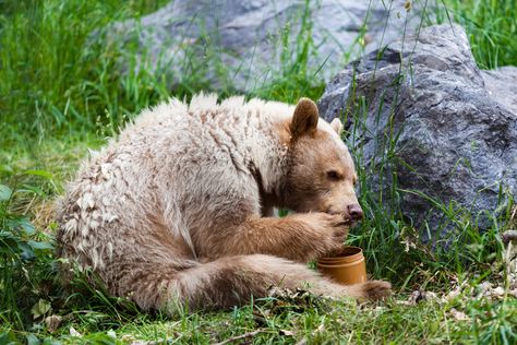 Via @TIME:  Honey-Jacking Bear Might Be the Most Wanted Animal in America Right Now Kermode Bear, Bee Removal, America's Most Wanted, Spirit Bear, Big Appetite, Temperate Rainforest, Dairy Queen, Honey Bear, Eating Food