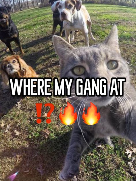 #whisper #cat #sillycat #gang Me And Gang Cats, Gang Cat, Cat Gang, Silly Kitty, Cat Profile, Cat Meme, Funny Cute Cats, Silly Cats, Pull Up