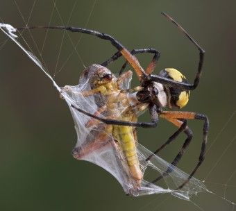 Spiders and Webs – Why Don't They Get Stuck? Recluse Spider Bite, Brown Recluse Spider Bite, Hobo Spider, Spider Fact, Recluse Spider, Brown Recluse Spider, Spider Venom, Spider Species, Texas State Parks