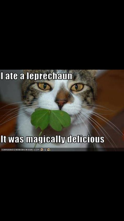 Patrick Funny, Irish Humor, Make Em Laugh, Laughing Quotes, Irish Funny, Stay Calm, Twisted Humor, Lucky Cat, Cat Life