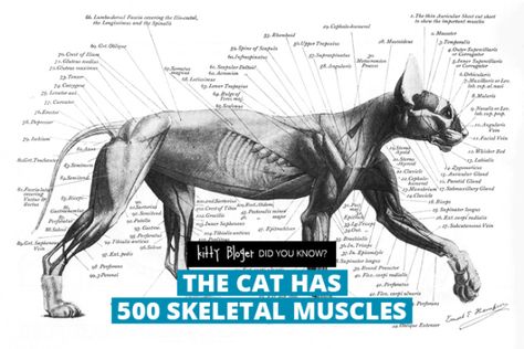 Fact: The cat has 500 skeletal muscles Cats Anatomy, Anatomy Muscles, Feline Anatomy, Cat Anatomy, Cat Reference, Animal Study, Anatomy For Artists, Anatomy Study, Super Cat