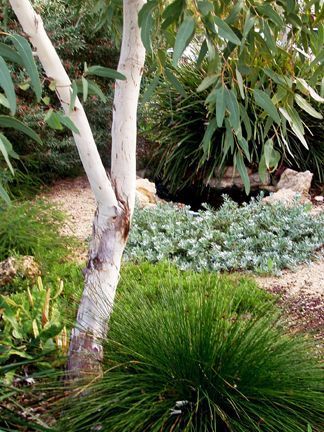 Is it Time to Reconsider Using Australian Natives? Sustainable Garden Design, Cottage Small, Australian Garden Design, Bush Garden, Australian Native Garden, Drought Tolerant Garden, Waterwise Garden, Landscaping Inspiration, Australian Plants