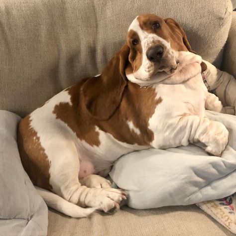 Knox Morgan, Basset Dog, Basset Puppies, Fluffy Things, Nature Friends, Tattoo Nature, Animals Tattoo, Hound Dogs, Basset Hound Puppy