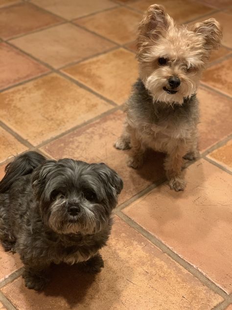 Our two dogs are both yorkie mutts. Clarkson, the gray one on the left, is a maltese/shih tzu/ yorkie mix and max on the right is a yorkie poodle mix #yorkie #puppy #dogs #yorkiepoo #morkie Maltese And Yorkie Mix Puppy, Yorkie Poodle, Maltese Shih Tzu, Yorkie Mix, Cutest Dogs, Yorkie Poo, Max On, Poodle Mix, Yorkie Puppy