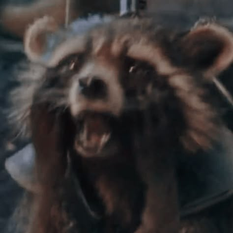 Rocket Racoon, Rocket Raccoon, Mcu Dr, From Tiktok, Racoon, Marvel Stuff, Marvel Memes, Marvel Characters, The Galaxy