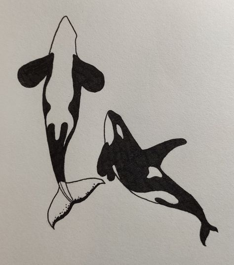 Orca Ink Drawing, Simple Orca Drawing, Orca Aesthetic Art, Orca From Above, Aesthetic Whale Drawing, Orca Tattoo Back, Orca Drawing Realistic, Orcas Drawings, Orca Drawing Pencil