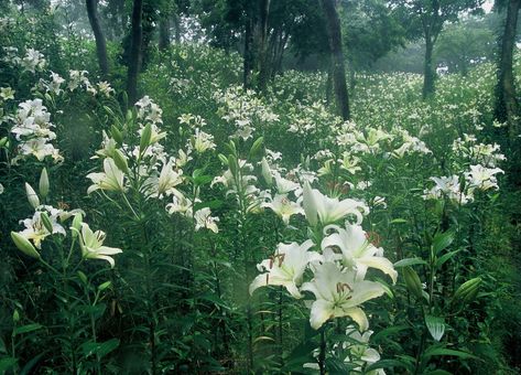 Field Of Flowers, Nothing But Flowers, Flower Therapy, White Lilies, Pretty Plants, Forest Landscape, Lily Flower, Nature Aesthetic, Calla Lily