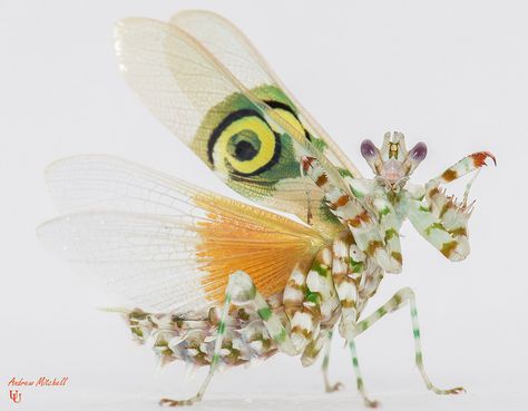 Pseudocreobotra wahlbergii (Spiny Flower Mantis) (Adult Male) | Flickr - Photo Sharing! Jeweled Flower Mantis, Pretty Praying Mantis, Lotus Mantis, Dragon Mantis, Mantis Species, Spiny Flower Mantis, Unique Insects, Pretty Bugs, Flower Mantis