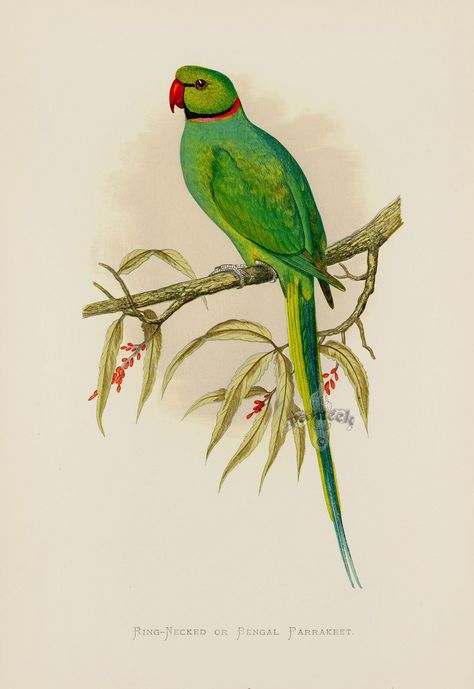 Ring-Necked or Bengal Parrakeet India from WT Greene Parrots 1884 Parrot Prints Ring Necked Parakeet, Parrot Drawing, Parrot Painting, Parrots Art, Bird Book, New Guinea, Fine Arts Posters, Antique Prints, Birds Painting