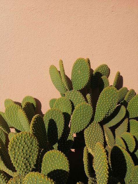 Green Desert Aesthetic, Cactus Aesthetic, Desert Aesthetic, Shadow Photography, Aesthetic Vintage, Cactus Plants, Art Sketchbook, Dark Aesthetic, Succulent