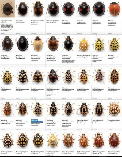 Ladybug Species, Crawling Animals, Bug Taxidermy, Bug Identification, Insect Identification, Pig Breeds, Pantry Decor, Garden Problems, Garden Bugs