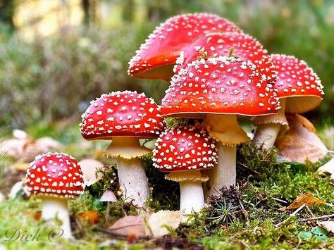 red mushroom   name? Red Mushrooms, Amanita Muscaria, Forest Floor, The Forest, Dots, Forest, Red, White