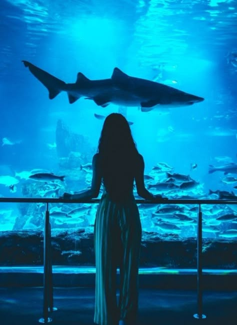 Barcelona Aquarium, Aquarium Photoshoot, Aquarium Pics, Aquarium Aesthetic, Aquarium Photos, Aquarium Pictures, Types Of Sharks, Georgia Aquarium, Water Pictures