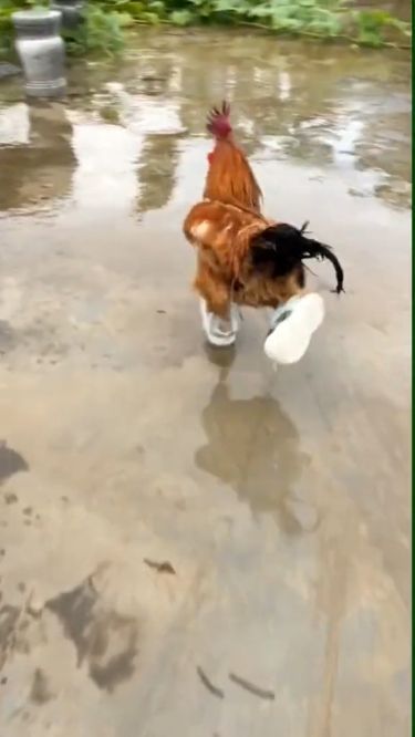 Funny Chicken Videos Hilarious Laughing, Chicken Videos Funny, Animal Videos Funny Hilarious, Animal Videos Cutest, Funny Animal Pictures Hilarious, Funny Chicken Videos, Animal Videos Funny, Chickens Funny, Funny Chickens