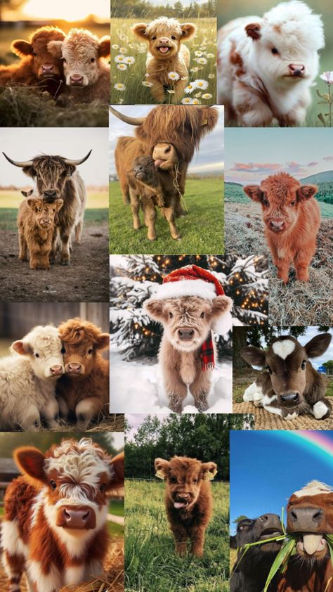 Cow Wallpaper, Baby Highland Cow, Baby Farm Animals, Fluffy Cows, Christmas Cow, Cow Pictures, Cute Dog Photos, Cute Animals Puppies