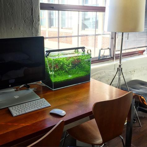 A clean desk #natureaquarium #plantedaquarium #plantedtank #aquarium #Aquascaping #shrimptank #hermanmiller #eames by shrimpery Nature, Desk Fish Tank, Work Office Desk, Freshwater Aquascape, At Work Office, Nature Tank, Aquarium Rocks, Desk At Work, Clean Desk