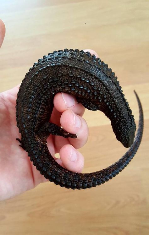 Earless Monitor, Black Scales, Pet Lizards, Reptile Room, Monitor Lizard, Black Lizard, Cute Reptiles, Reptile Snakes, After 4