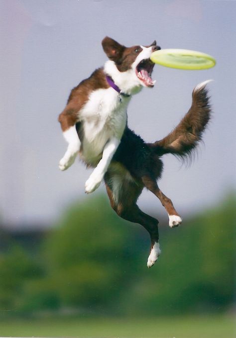 Frisbee Dog Frisbee, Jumping Dog, Dog Jumping, Dog Poses, Best Dog Training, Dog Agility, Mixed Breed Dogs, Dog Blog, Sporting Dogs