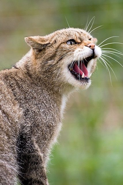 Scottish Wildcat Scottish Wildcat, Small Wild Cats, Cat Species, Wild Kingdom, British Wildlife, Kitty Kitty, Domestic Cat, Wild Things, Beautiful Animals