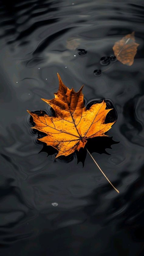 Fall Wallpaper Tumblr, Incredible Wallpaper, Iphone Wallpaper Blur, Iphone Wallpaper Photography, Buddhist Art Drawing, Iphone Dynamic Wallpaper, Android Wallpaper Art, Best Nature Wallpapers, Iphone Wallpaper Hd Nature