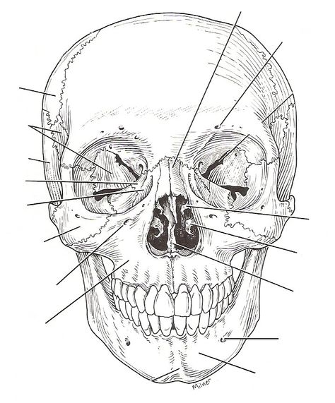 Anterior Skull Sketching People, Medical Drawings, Studera Motivation, Skeleton Anatomy, Skeleton Drawings, 얼굴 드로잉, Human Anatomy Drawing, Siluete Umane, Human Anatomy Art