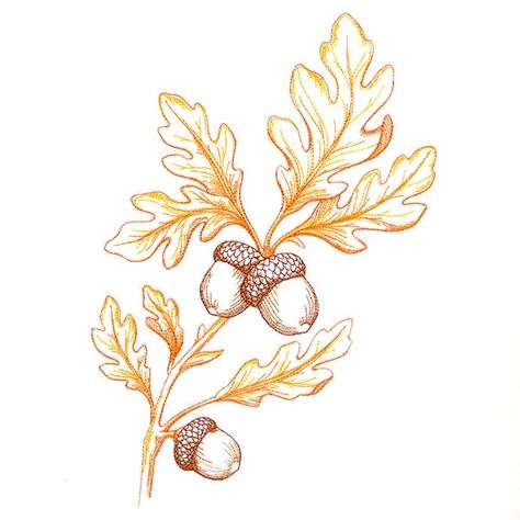 Oak Leaf Tattoos, Oak Leaf Art, Acorn Drawing, Acorn Tattoo, Leaf Bouquet, Towel Design, Botanical Tattoo, Tattoo Portfolio, H Design