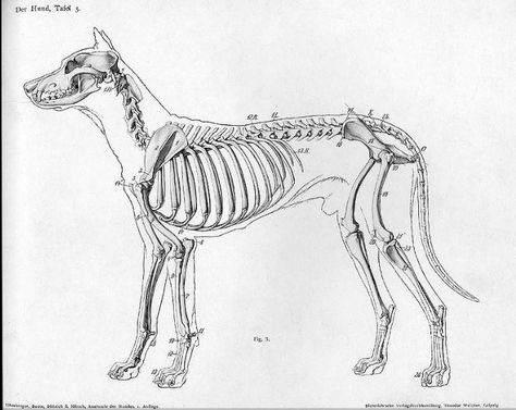 What's the dog's strongest bone? Skeleton Drawings, Dog Anatomy, Dog Skeleton, Animal Skeletons, Dog Attack, Animal Anatomy, 강아지 그림, Anatomy Drawing, Dog Pin