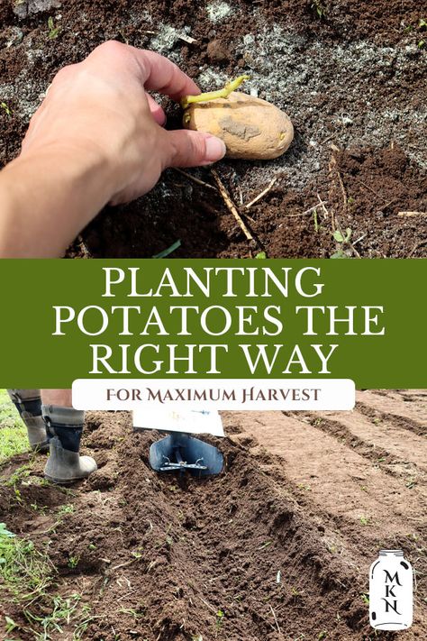 When To Plant Potatoes, How To Plant Potatoes, Grow Potatoes In Container, Plant Potatoes, Potato Tower, Seed Potatoes, Container Potatoes, Potato Gardening, Potato Varieties