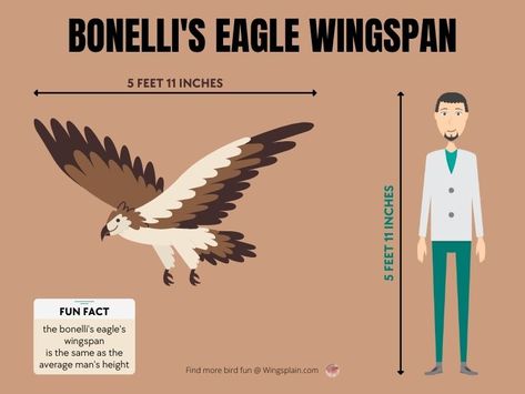 Birdwatching, Bonelli's Eagle, Eagle Wingspan, Hawk Eagle, Habitat Destruction, Peregrine Falcon, Red Squirrel, Bird Species, Bird Lovers