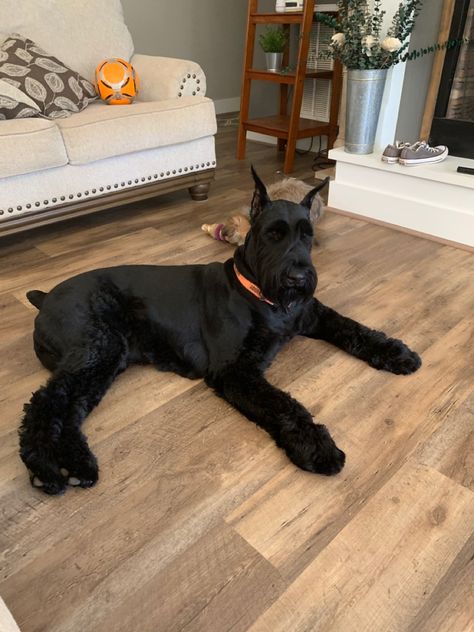 Black Snauzer, Giant Snouzer, Black Giant Schnauzer, Giant Schnauzer Aesthetic, Big Schnauzer, Giant Shnauzer, Aesthetic Dog Stuff, Giant Schnauzer Puppy, Pet Room Ideas