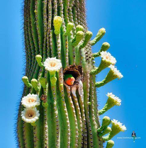 Resurrection Plant, Cactus Photography, Blooming Cactus, Plantas Vs Zombies, Desert Art, Cactus Art, Saguaro Cactus, Unusual Flowers, Cactus Flowers