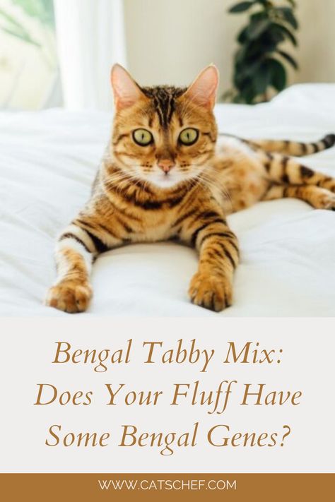 Bengal Cat Personality, Rare Cat Breeds, Cat Personalities, What Cat, Tabby Kitten, Pets Cute, Love Animals, Unique Cats, Ragdoll Cat