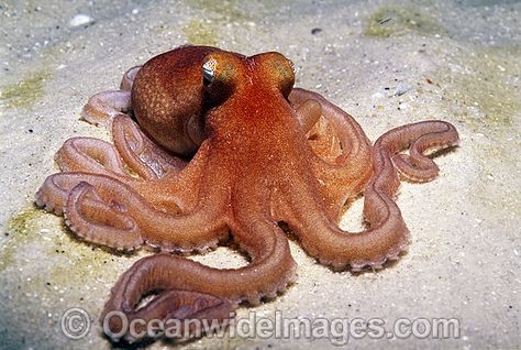 Day Octopus, Octopus Photography, Octopus Photos, Octopus Species, Octopus Pictures, Giant Pacific Octopus, Dumbo Octopus, Nature Photographers, Octopus Squid