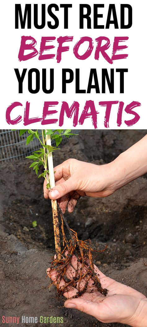 Planting Clematis, Clematis Plant, Climbing Flowering Vines, Clematis Care, Clematis Trellis, Climbing Clematis, Clematis Plants, Clematis Flower, Clematis Vine