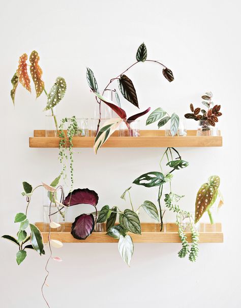 Plant Propagation Wall, California Eclectic, Propagation Wall, Plant Clips, Propagation Station, Chinese Money Plant, Plant Propagation, Cheese Plant, Wall Kitchen