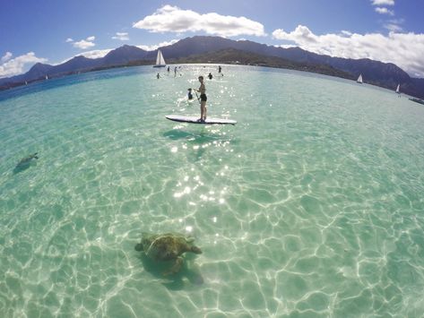 Kaneohe Sandbar Oahu Hawaii, Kaneohe Sandbar, Deep Blue Ocean, Oahu Vacation, Photo Opportunity, Snorkeling Gear, Pontoon Boat, Green Sea, Sea Turtles