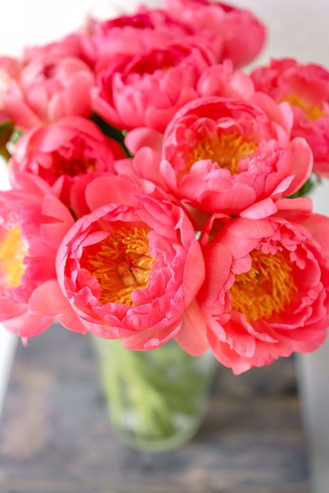 Lovely bouquet of coral charm peony flowers in glass vase. Coral Charm Peonies flowers are a gentle pink-orange color and are delicate with many ruffled petals. They look great in wedding bouquet and decorations. Read our guide on how to grow Coral Charm Peonies in your garden. Including design and arrangement photos and care tips. Coral Peony Wedding Bouquet, Coral Charm Peony Bouquet, Coral Sunset Peony, Coral Peony Bouquet, Flowers In Glass Vase, Orange Peony, Coral Peony, Pink Peonies Bouquet, Coral Charm Peony