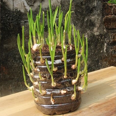 How To Grow Garlic In A Pot, Plastic Bottles Planters, Aesthetic Garden Ideas, Regrow Veggies, Window Exhibition, Recycled Garden Planters, Garlic Garden, Garlic Farm, Regrow Vegetables