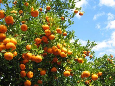 Orange Peel Tea, Growing Citrus, Citrus Garden, Growing Fruit Trees, Orange Trees, Orange Grove, Florida Oranges, Citrus Trees, Growing Fruit