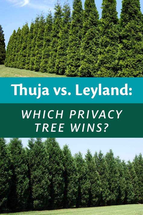 Thuja Green Giants and Leyland Cypress are two of the most popular privacy trees. See how they stack up, and which one is right for you! Green Giant Thuja, Outdoor Privacy Trees, Trees To Line Fence, Wall Of Arborvitae, Ina Garten, Privacy Wall With Trees, Arborvitae Landscaping Along Fence, Conifer Hedge Ideas, Arborvitae Privacy Fence Ideas