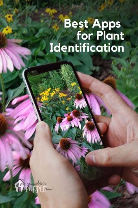 Best apps for plant identification - #plantid #gardeningapps #plantidentification Garden Container, Backyard Homesteading, Plant Identification App, Identify Plants, Colourful Garden, Plant App, Flower App, Flower Identification, Tree Identification