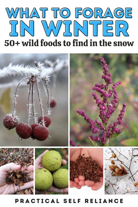 Foraging In Upstate Ny, Winter Foraging Pnw, Midwest Foraging, Foraging Calendar, Winter Foraging, Wild Crafting, Medicinal Wild Plants, Wild Foraging, Wild Food Foraging