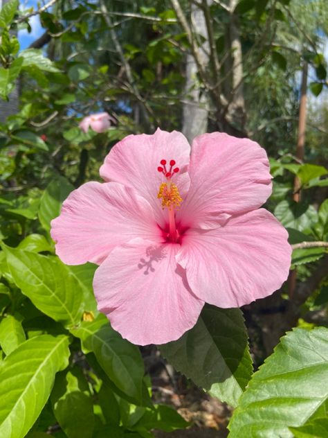 Tropical Flowers, Exotic Flowers, Nothing But Flowers, Flower Therapy, Beautiful Bouquet Of Flowers, Beautiful Flowers Pictures, Hibiscus Flowers, Beautiful Bouquet, Flower Pictures